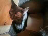 SÜSSE Katzen Babbys - Balingen