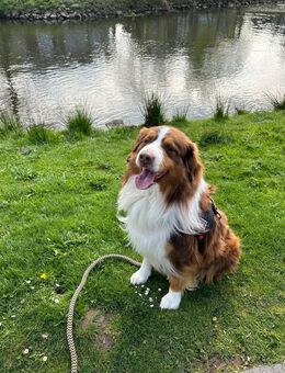 Lucifer sucht ein liebevolles zuhause - Gelsenkirchen Erle