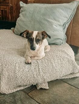 Sanfte anhängliche NANE - Nürtingen