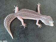 DIE LETZTEN NACHZUCHTEN 2024 Leopardgecko Männchen Weibchen - Berlin