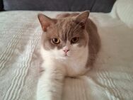 Bkh Schnusekater lilac white Kater - Chemnitz