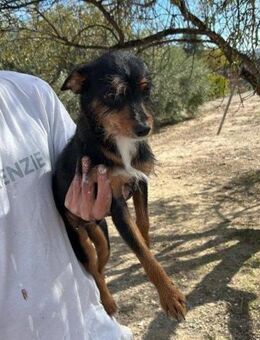 Negri; gerettet aus schlimmster Not - Geilenkirchen