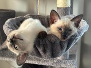 Unsere Siam-Kitten (Siam alte Art - Thaikatzen) sind bald bereit, die Welt zu erkunden - Bretten Zentrum