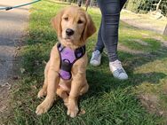 Golden Retriever Welpen mit Ahnentafel - Düren Zentrum