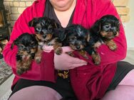 Yorkshire Terrier Welpen - Brome