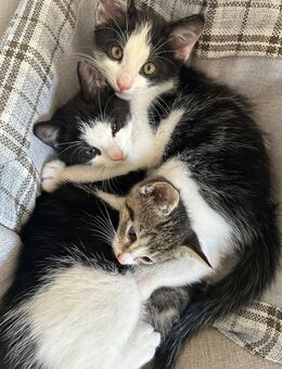 Kitten suchen neues zu Hause - Embsen