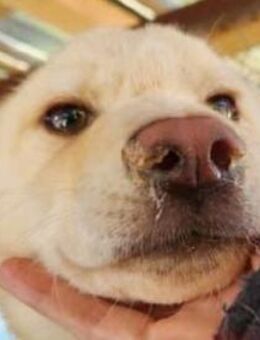 ELIAS-hübscher, verspielter Jung-Rüde - Rösrath