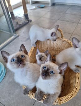 Siam Kitten Kätzchen suchen ein neues Zuhause - Kieselbronn