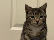 Kitten sucht ein liebevolles Zuhause - Krefeld