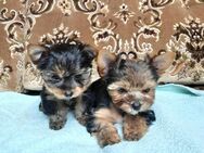 Reinrassige Yorkshire Terrier Welpen verkaufen - Gammertingen