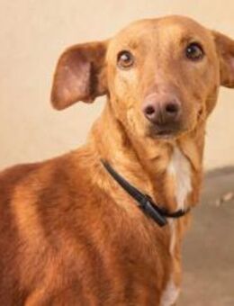 Bellu, freundlich - Kettershausen