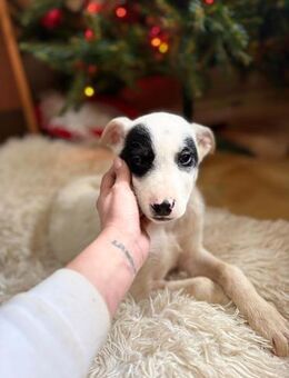 Snow - Herdi mit Herz - Gerlingen