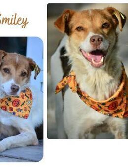 Smiley - Wendelstein