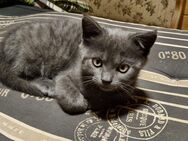 Britisch Kurzhaar Katze (jung) BKH - Warstein