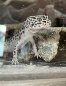 Leopardgecko weiblich in 07330