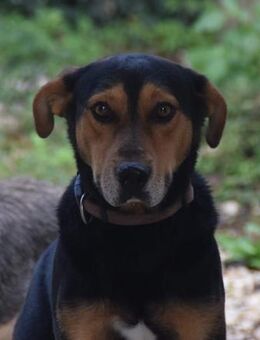 Buddy - hat da Zeug zum best Buddy - Grevenbroich