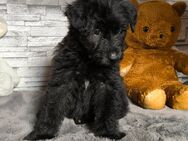 Aussiedoodle Welpen (Hündinnen) - Langenbach (Rheinland-Pfalz)