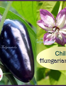 ♥ Schwarze Chili Hungarian Black Schärfe 2 Samen,Rarität,Garten Tulpenstolz,Garten,samenfest - Hamburg