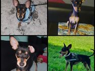 Simba sucht eine Liebevolles Zuhause - Berlin