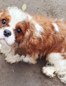 Winston # - Wolfhagen