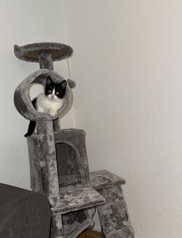 Kater zu verkaufen - Bad Salzdetfurth Zentrum
