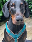 Tulio - Dobermann - 2 Jahre - Tierhilfe Franken e.V. in 91207