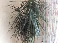 Drachenpalme ca. 200 cm hoch kräftige Pflanze Drachenbaum - Niederwerrn