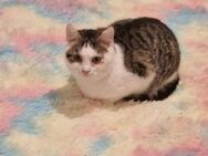 Leo sucht sein Kuschelkörbchen - Margetshöchheim