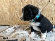 Border Collie Welpen - Bad Langensalza