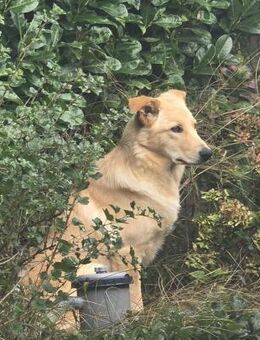 Maggie - ein toller Familienhund - Grevenbroich