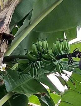 CORDULA IMMOBILIEN KAUFEN UND EINZIEHEN Eigennutzung 3 RaumWohnung mit Balkon Cordula 1336 - Erfurt