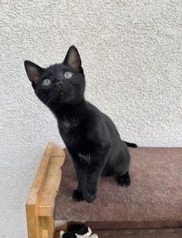 2 total süße Katzen / Kitten suchen noch ein neues Zuhause - Ahnsbeck