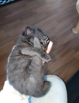 Kitten - Dortmund Derne