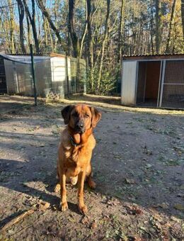 Erfahrene Zweibeiner gesucht - Bad Belzig