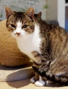 Carla - Suche nach Liebe und Geborgenhei - Hochheim (Main)