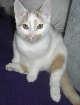 kleiner Kater - 4 Monate alt - Kitten - Magdeburg