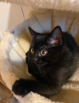 Babykatze/ britisch kurzhaarig mix - Altötting