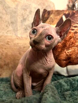 Sphynx Kitten Mädchen - Hamburg Altstadt