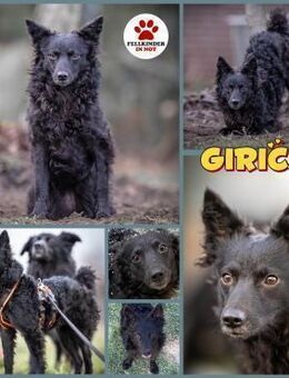 Girica kroatischer Schäferhund Hündin - Margetshöchheim