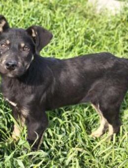 Pauli von kettenlos - Bollingstedt