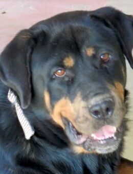 Linda 2 -liebt den Ball,mag keinen Druck - Oldenburg