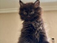 Katzenbabys Persermix - Geisenfeld