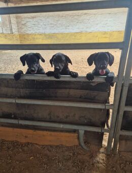 Unsere sehr verschmusten Labradormischlingswelpen Jimmy, Charlston und Joe - Angern