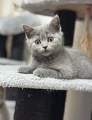 Bkh kitten abgabebereit in 52068