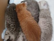 Britische Kätzchen suchen ein liebevolles Zuhause! 400 € - Schwedt (Oder)