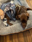 Milow Labrador Rüde 6 Monate jung in 15366