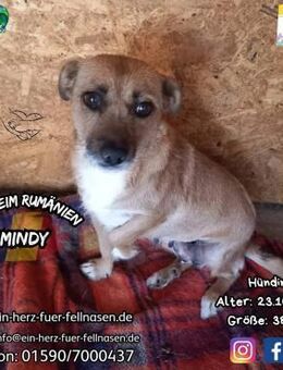 MINDY-möchte DEIN Liebling sein - Waakirchen