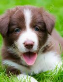 Wir suchen eine border collie Hündin in 52525