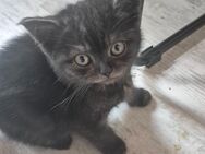 Bkh kitten suchen demnächst ihr neues Zuhause - Ganderkesee