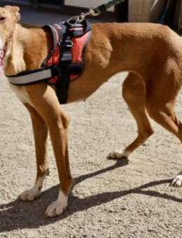 Amapola, aktiv, lernwillig, neugierig - Westerholt